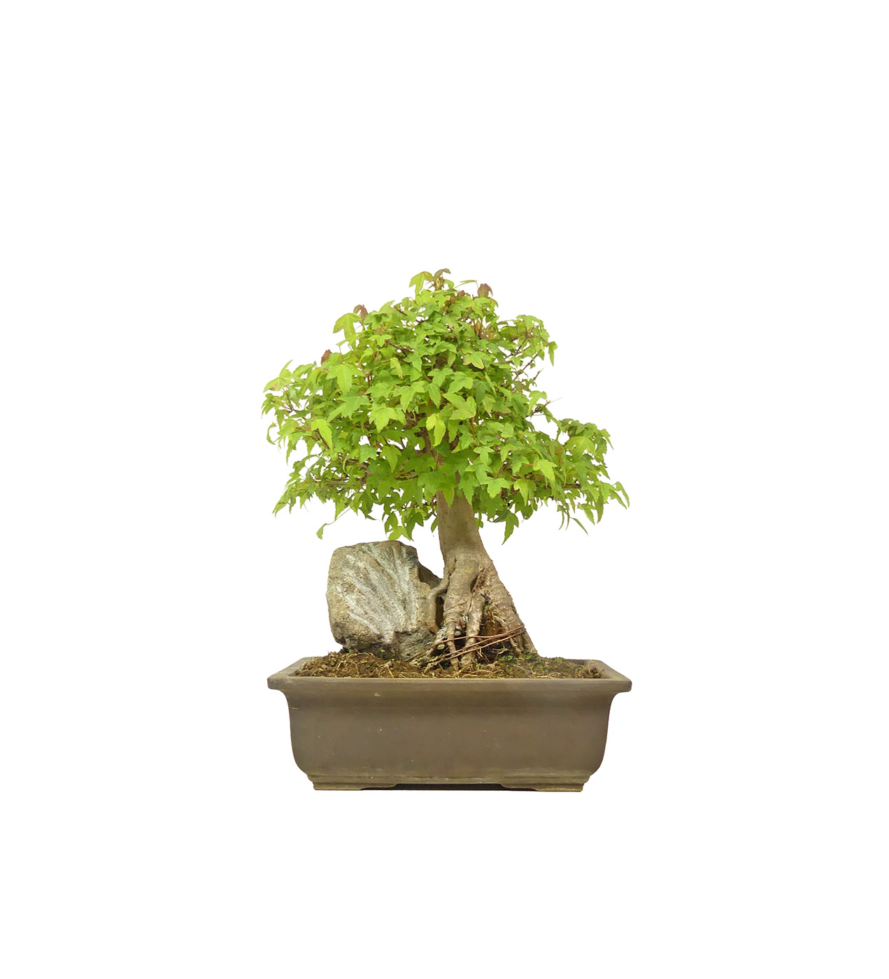 bonsai.fallbackImageTitle bonsai.fallbackImageTitle