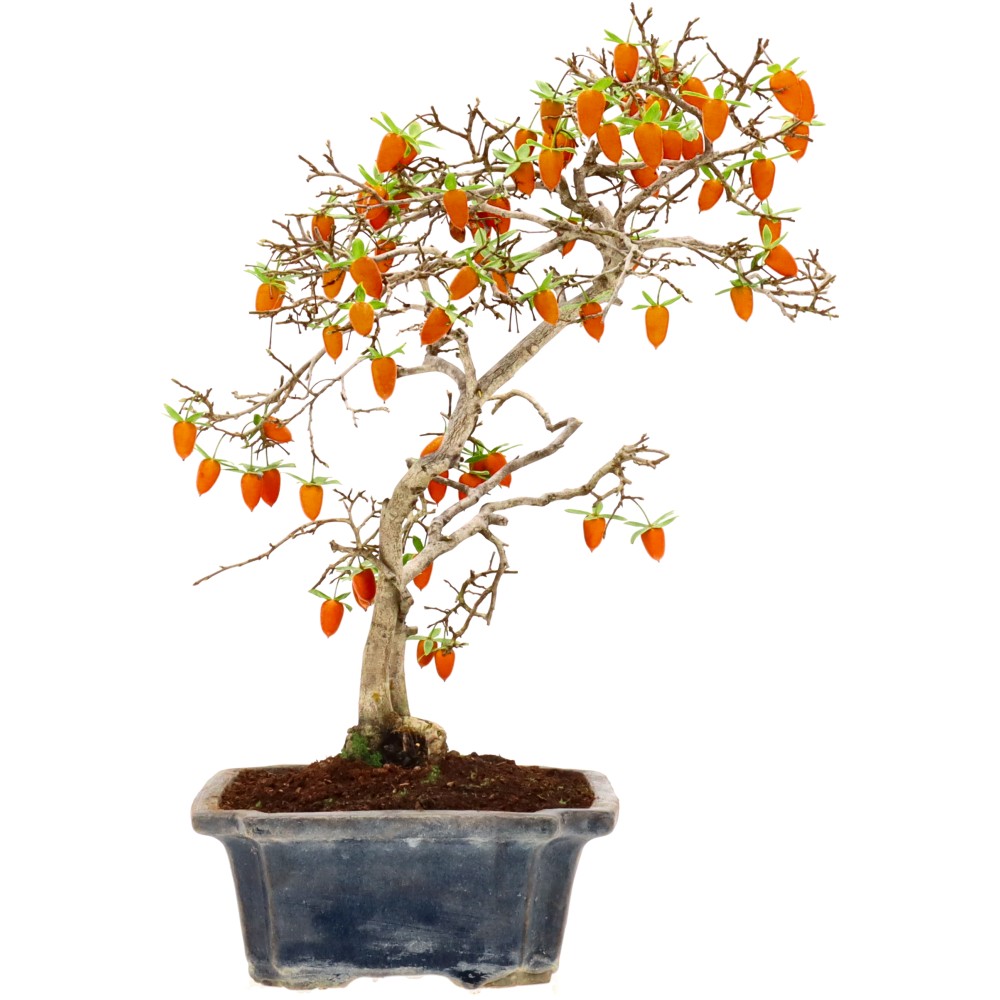 bonsai.fallbackImageTitle