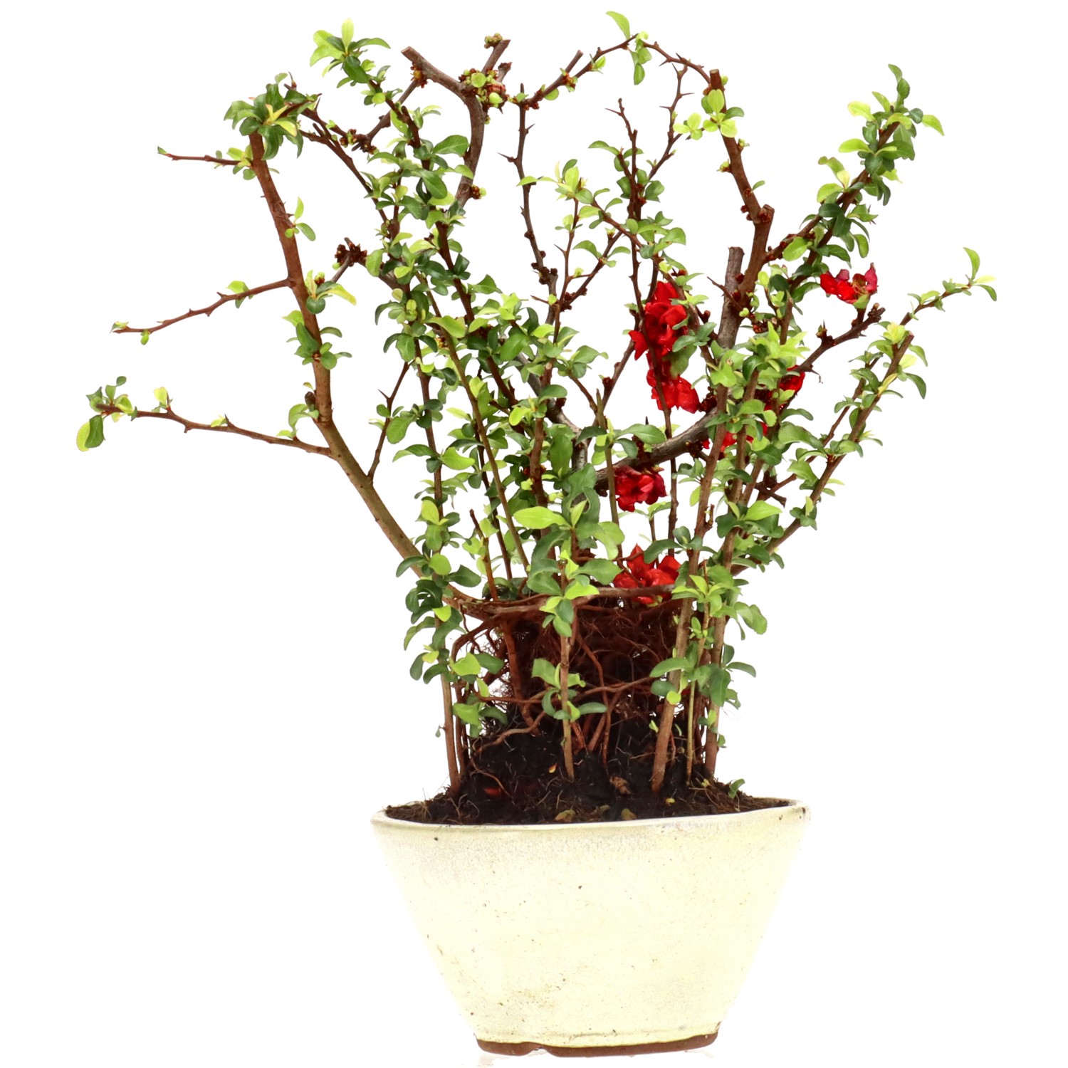 Chaenomeles speciosa, env. 10 ans (26 cm)