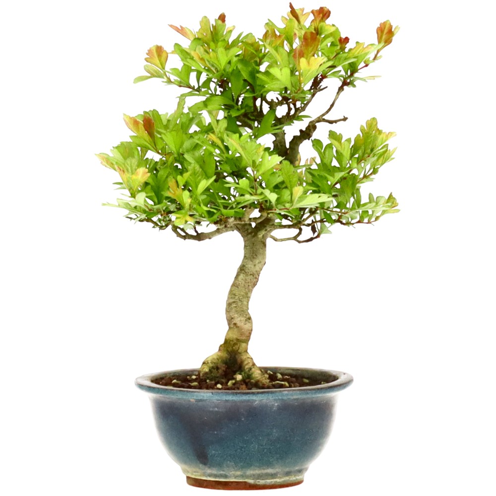 bonsai.fallbackImageTitle