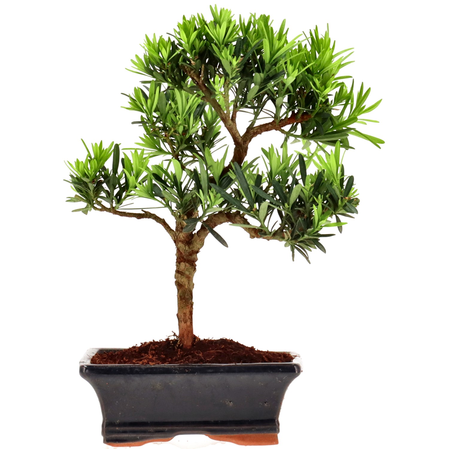 Chin. Steineibe, ca. 7 J. (24 cm)