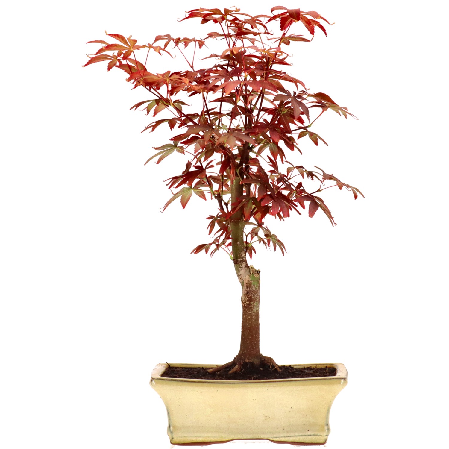 Jap. Fächerahorn (Atropurpureum), veredelt, ca. 9 J. (33 cm)