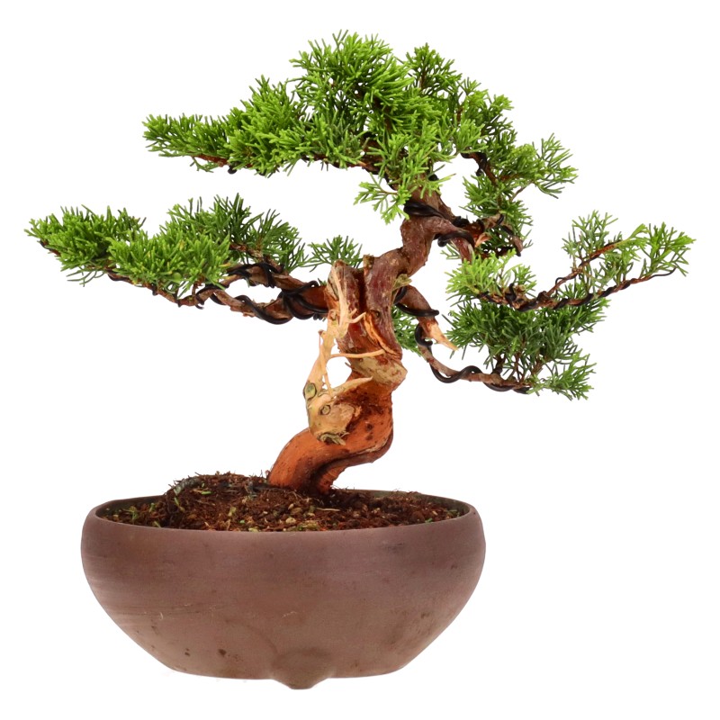 bonsai.fallbackImageTitle bonsai.fallbackImageTitle