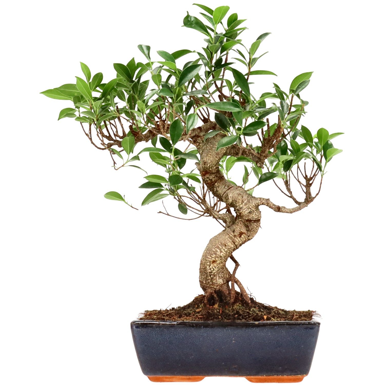 Ficus Retusa, ca. 14 anni (38 cm)
