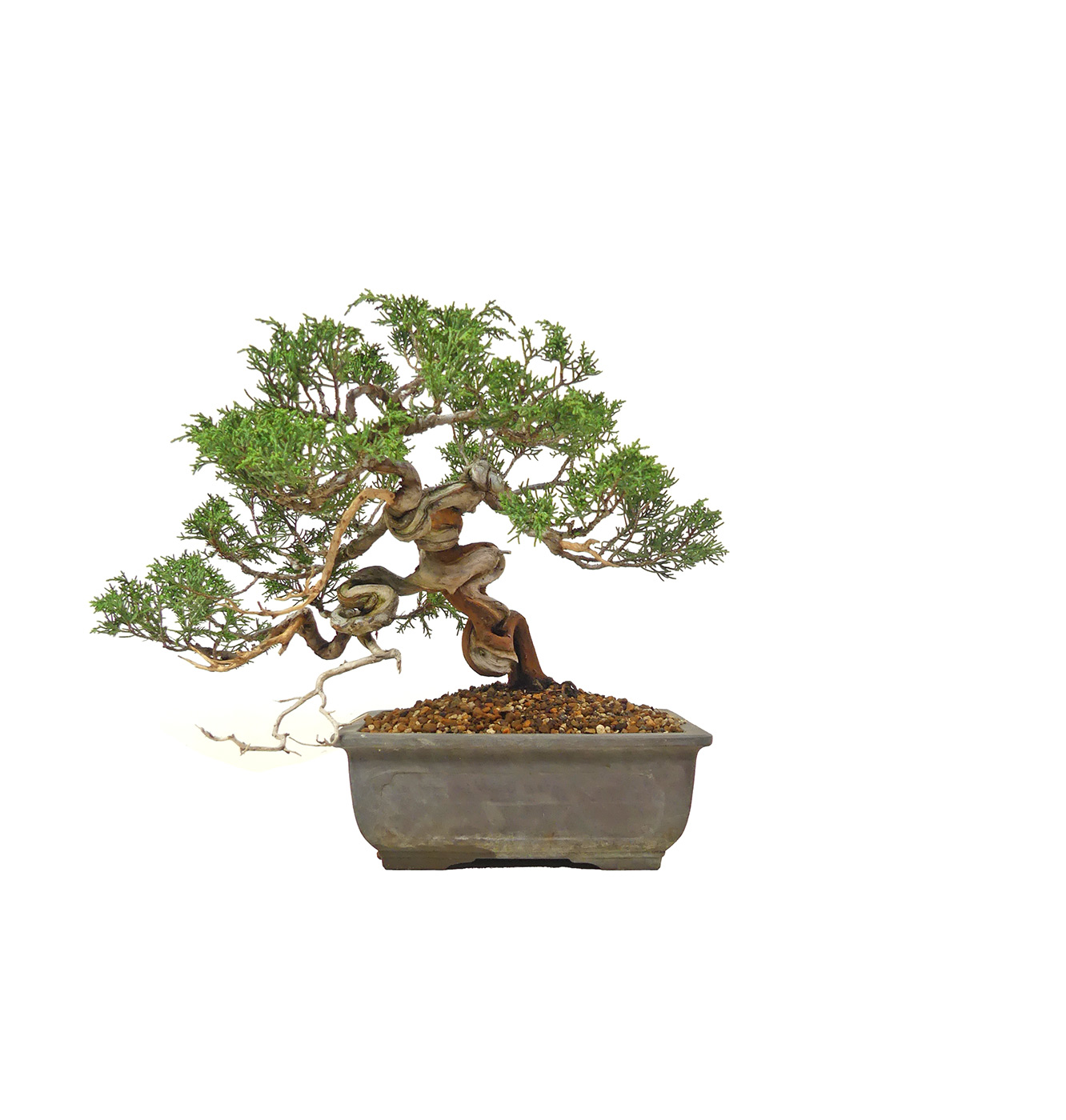bonsai.fallbackImageTitle bonsai.fallbackImageTitle