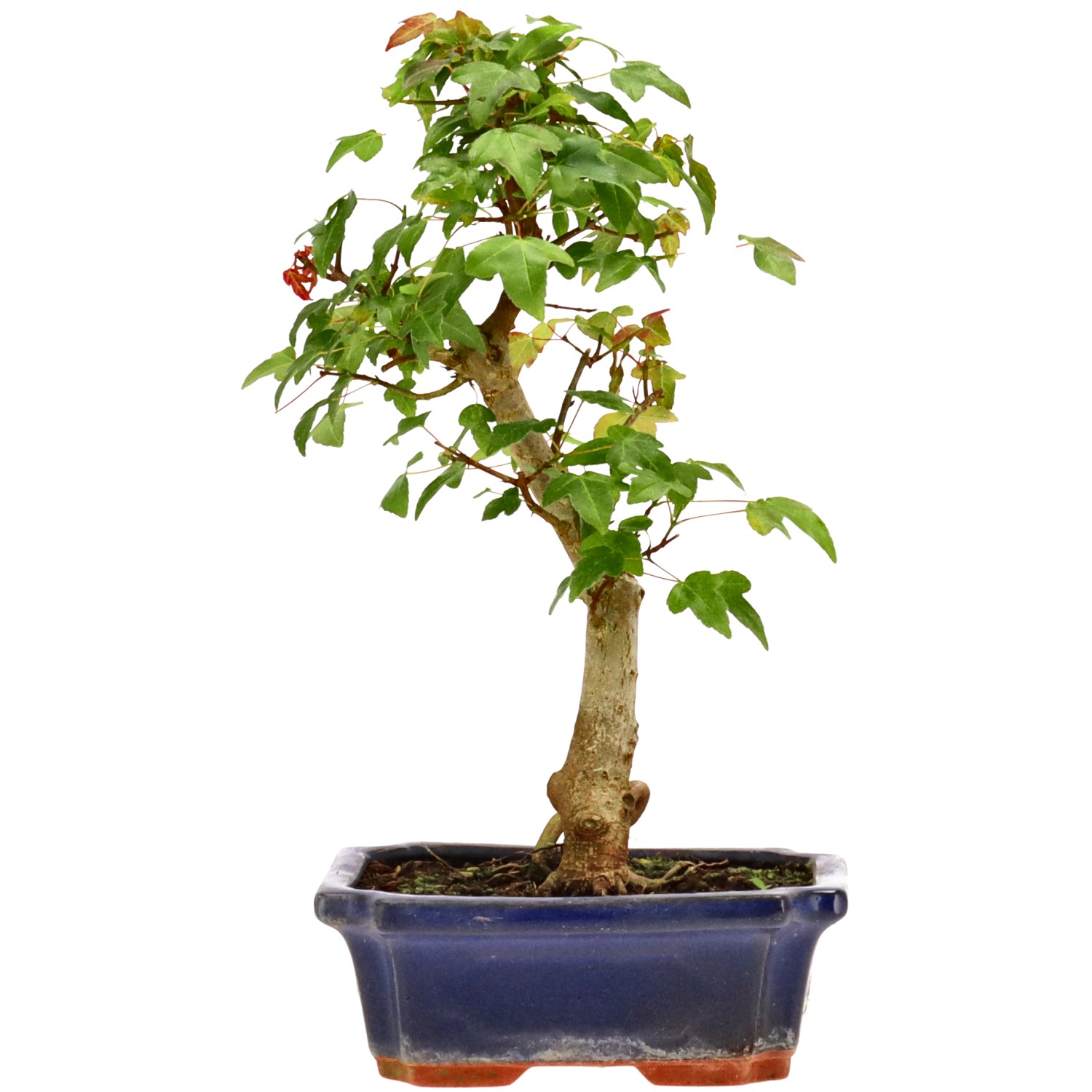 Érable trident, env. 9 ans (28 cm)