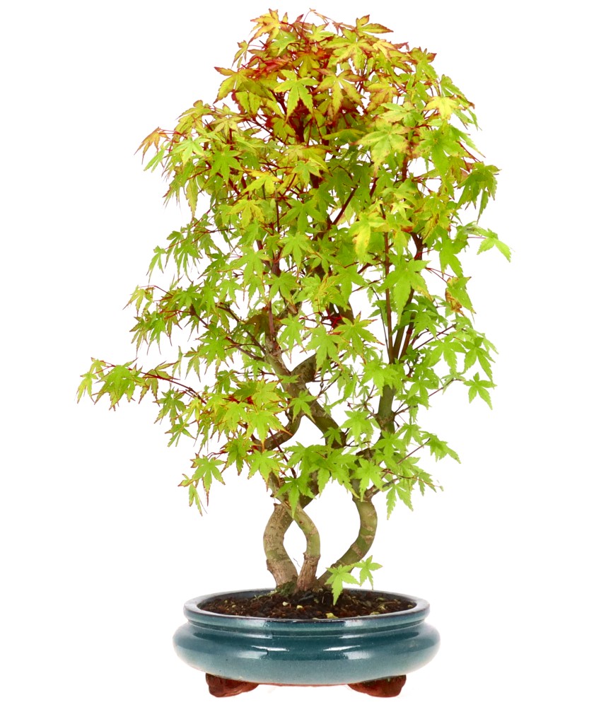 bonsai.fallbackImageTitle bonsai.fallbackImageTitle