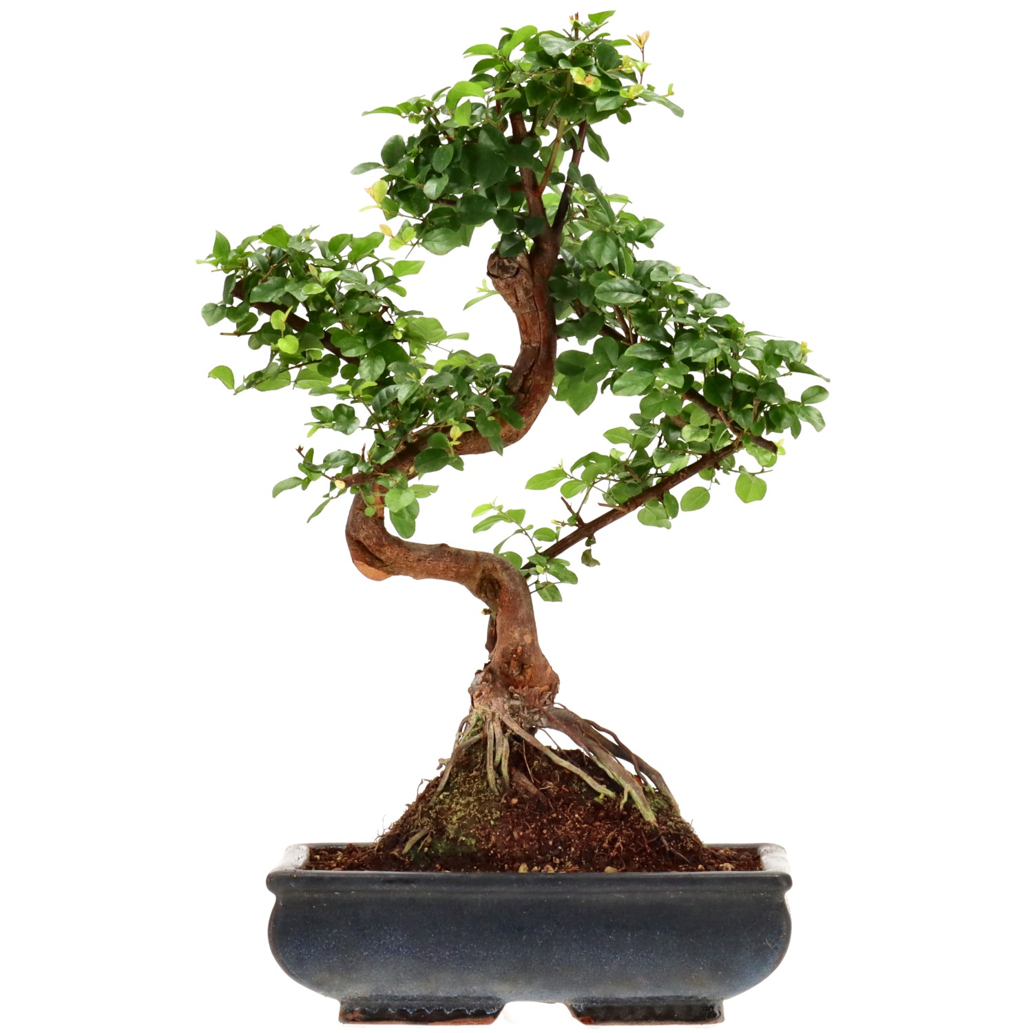 Sageretie, ca. 12 J. (39 cm)