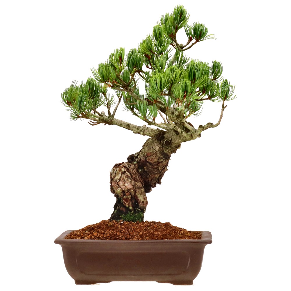 bonsai.fallbackImageTitle bonsai.fallbackImageTitle