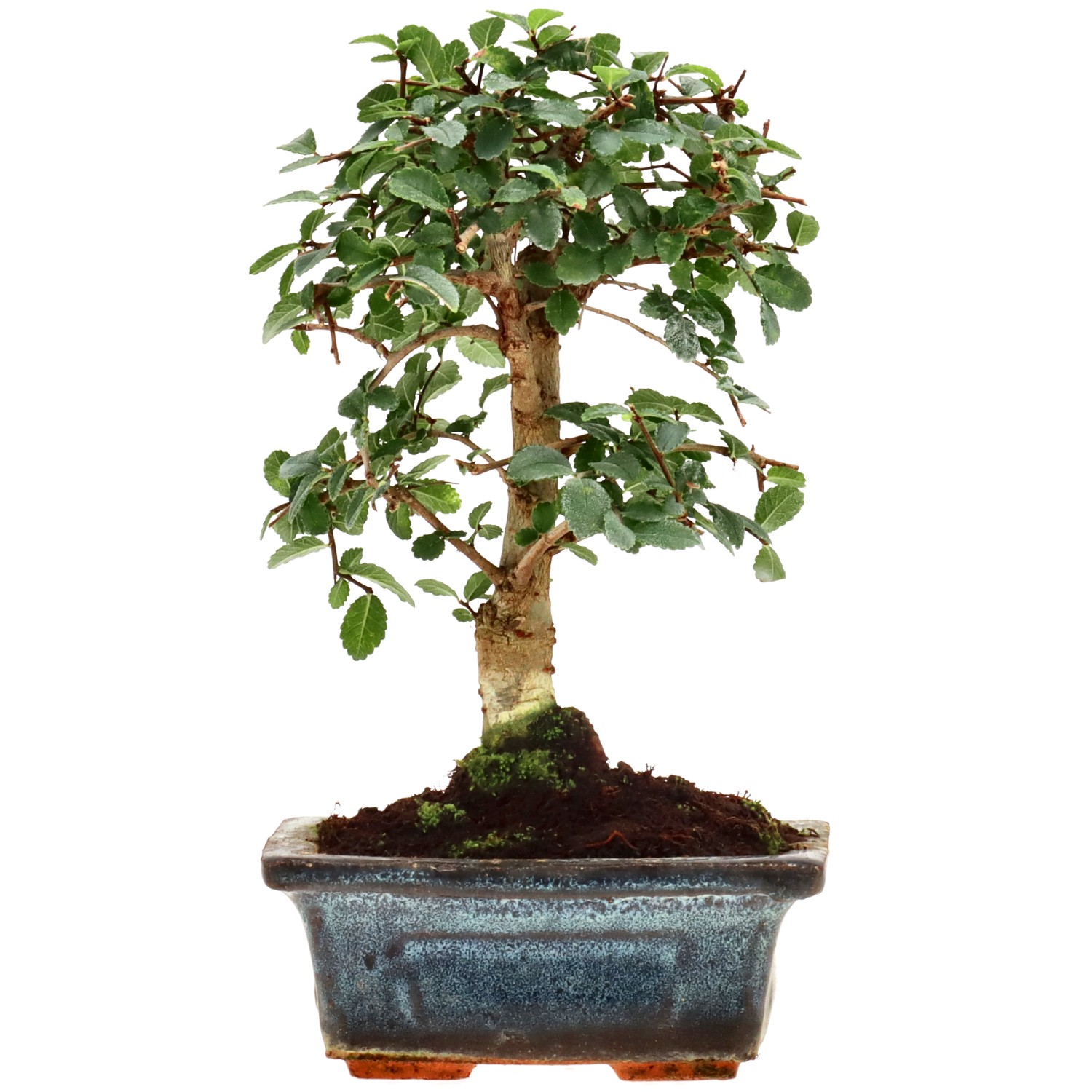 Olmo cinese, ca. 6 anni (18 cm)