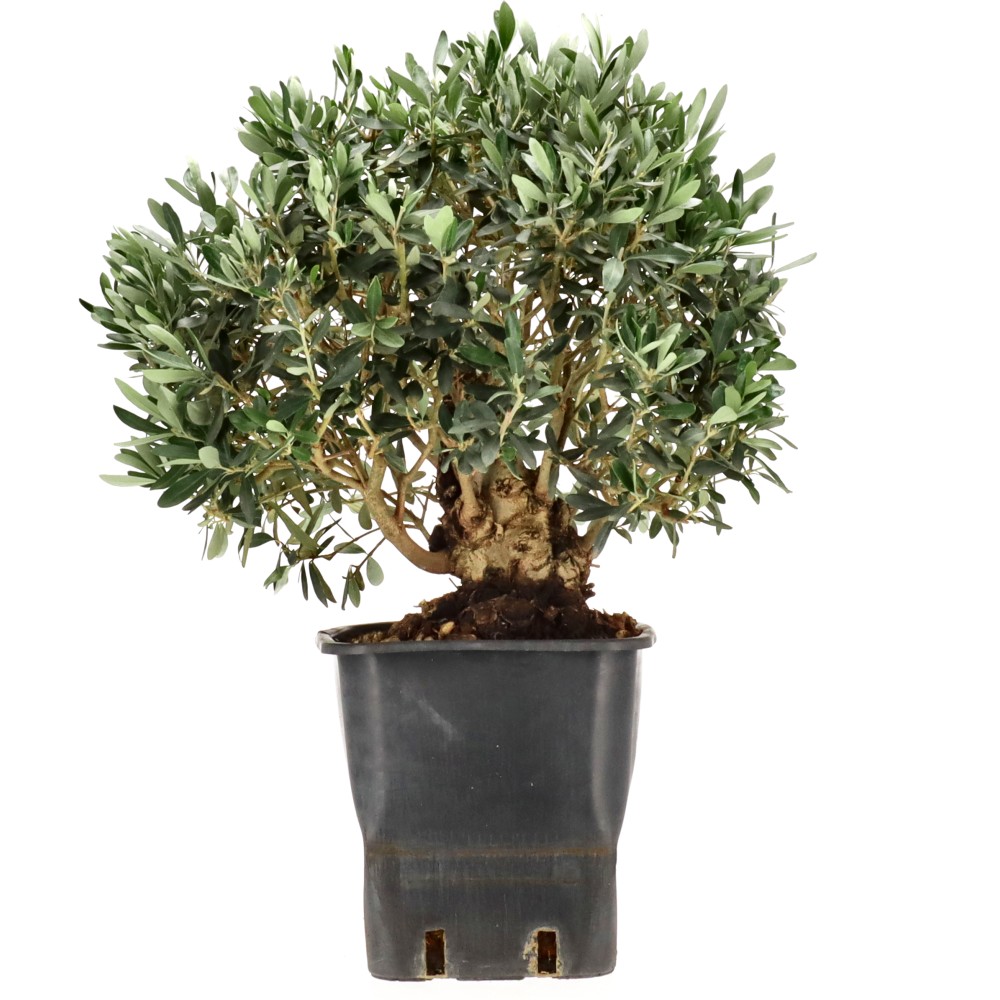 Olive, ca. 18 J. (50 cm)