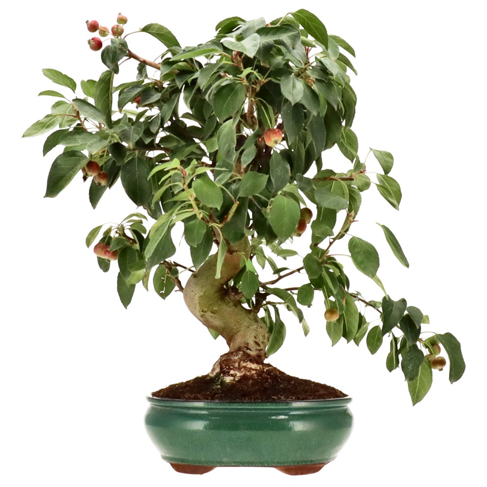 Zierapfel, ca. 17 J. (46 cm)