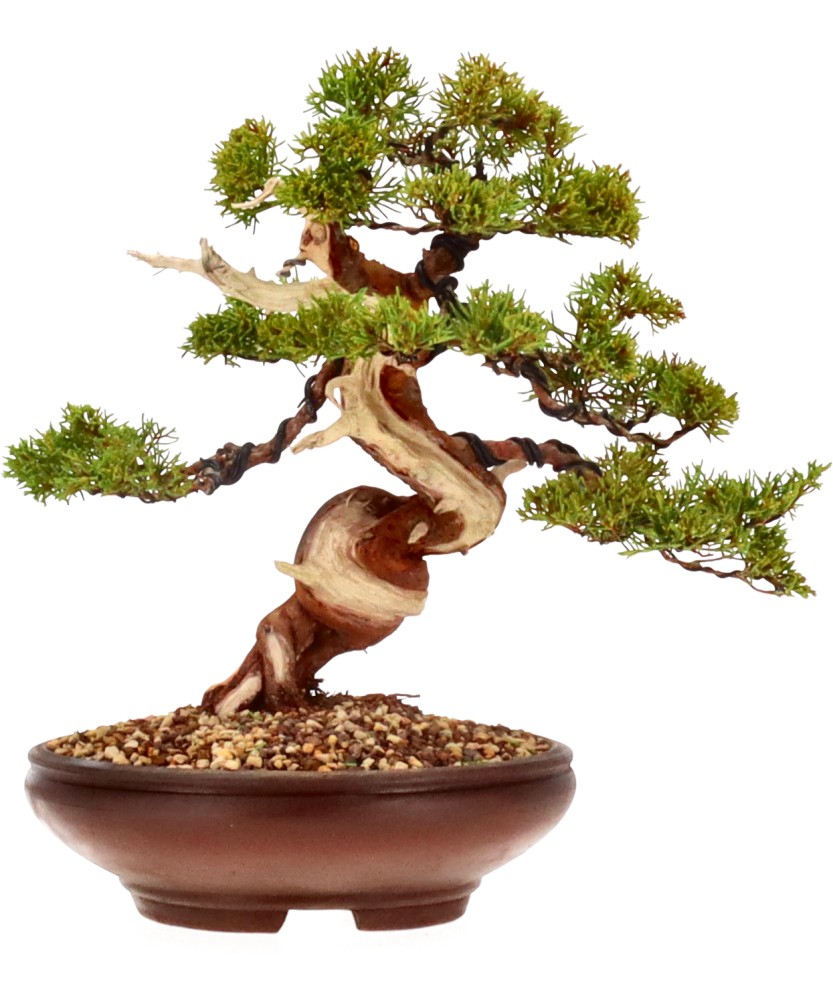 bonsai.fallbackImageTitle bonsai.fallbackImageTitle