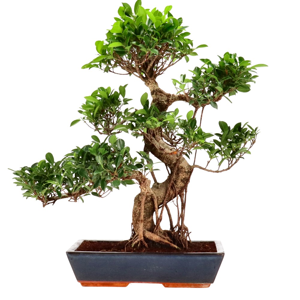 bonsai.fallbackImageTitle