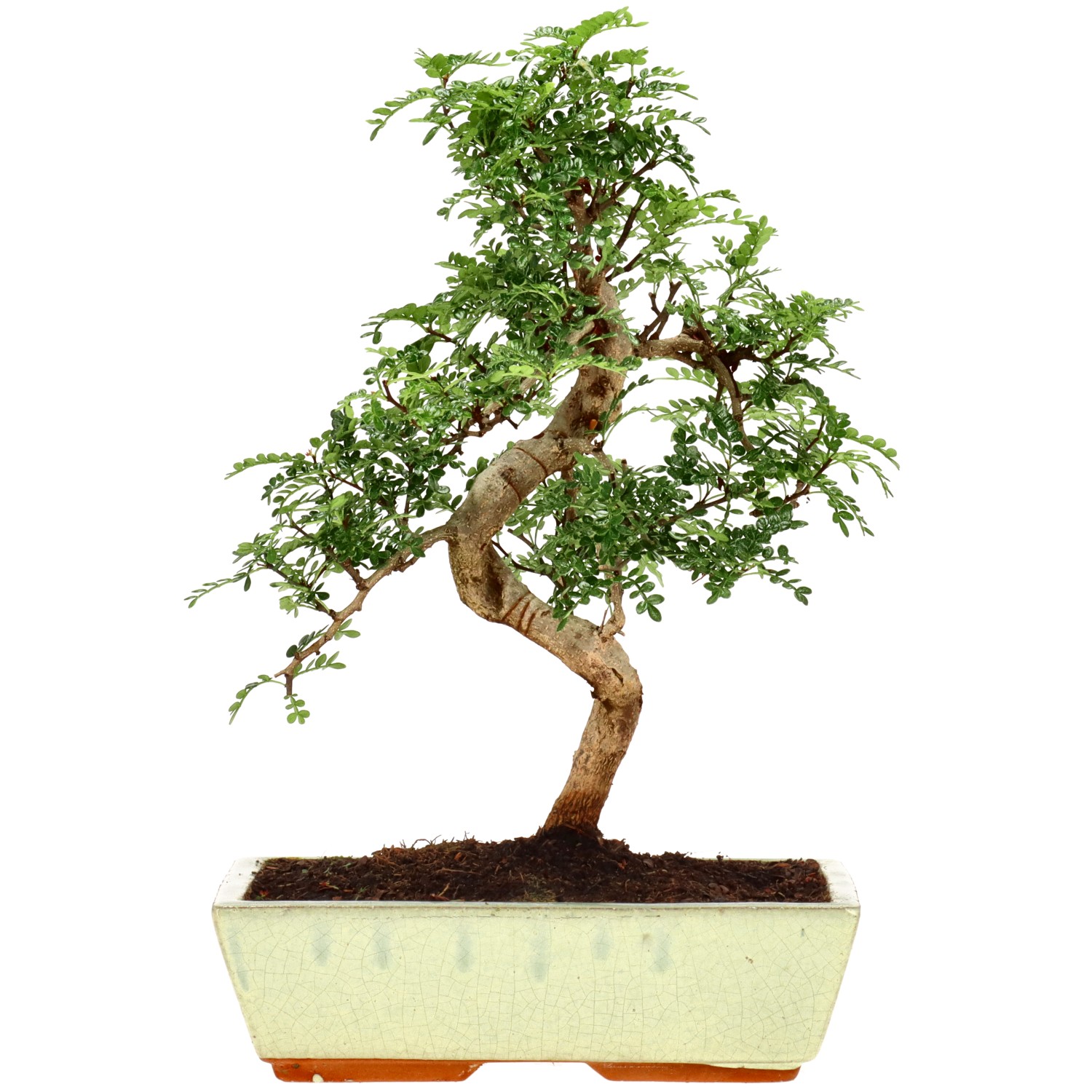 Pepe di Sichuan, ca. 15 anni (37 cm)