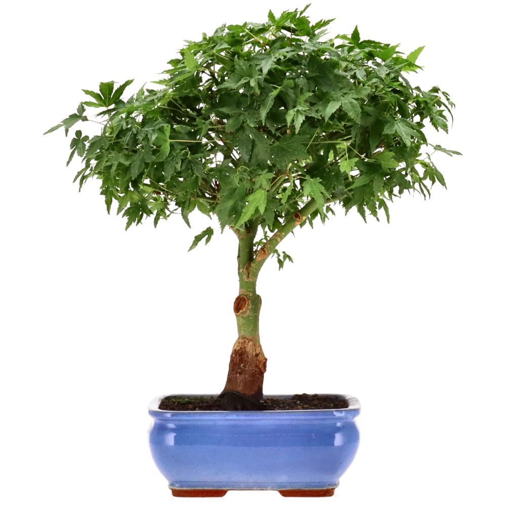 Jap. Maple (Little Princess), approx. 12 y. (36 cm)