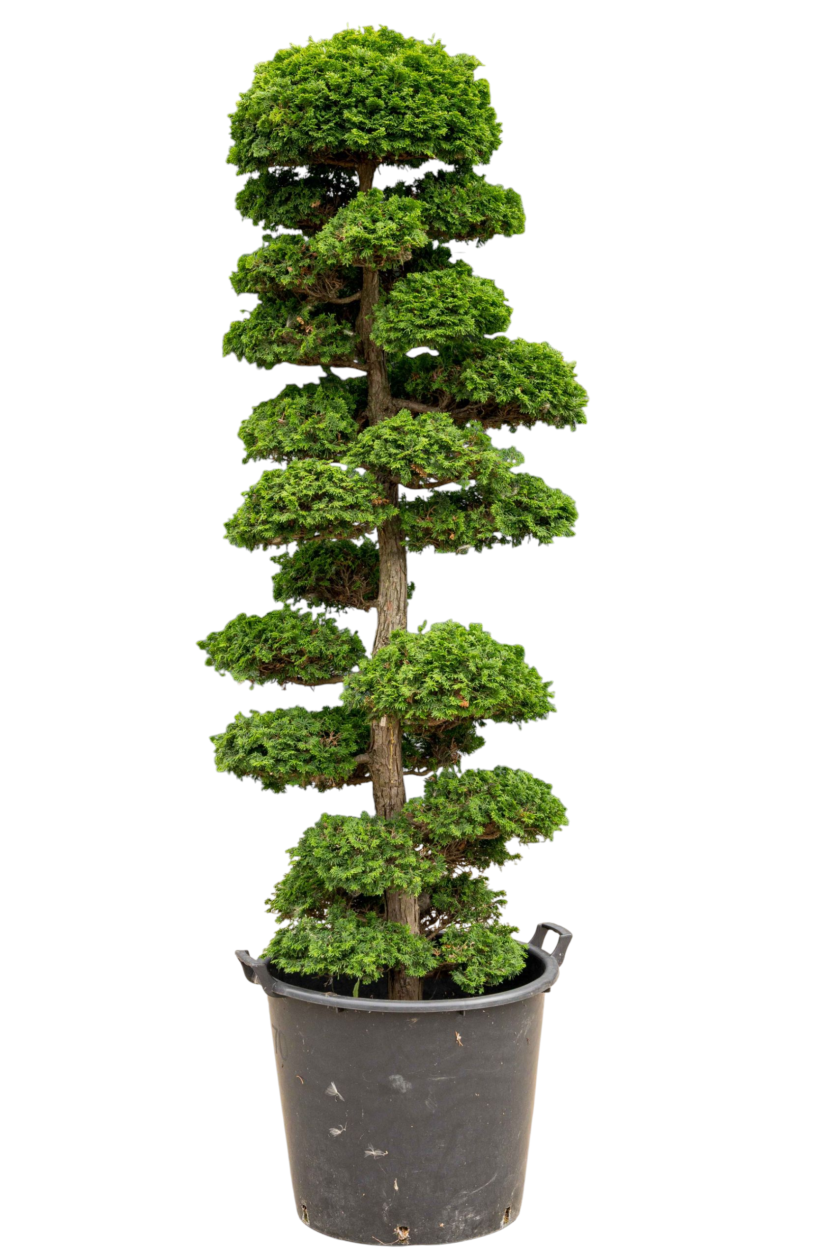 bonsai.fallbackImageTitle