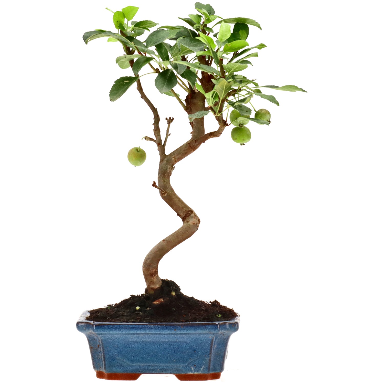 Manzano silvestre, aprox. 10 años (35 cm)