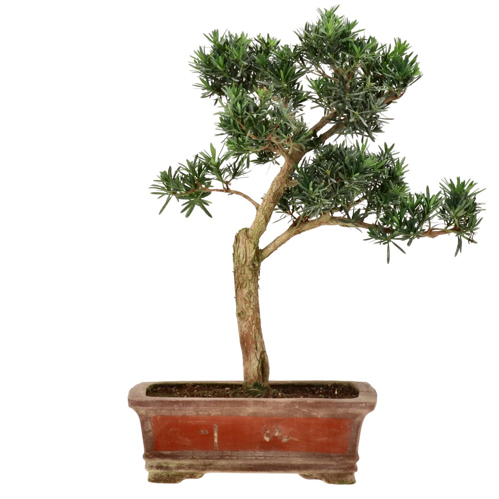 Buddhist pine, approx. 15 y. (56 cm)