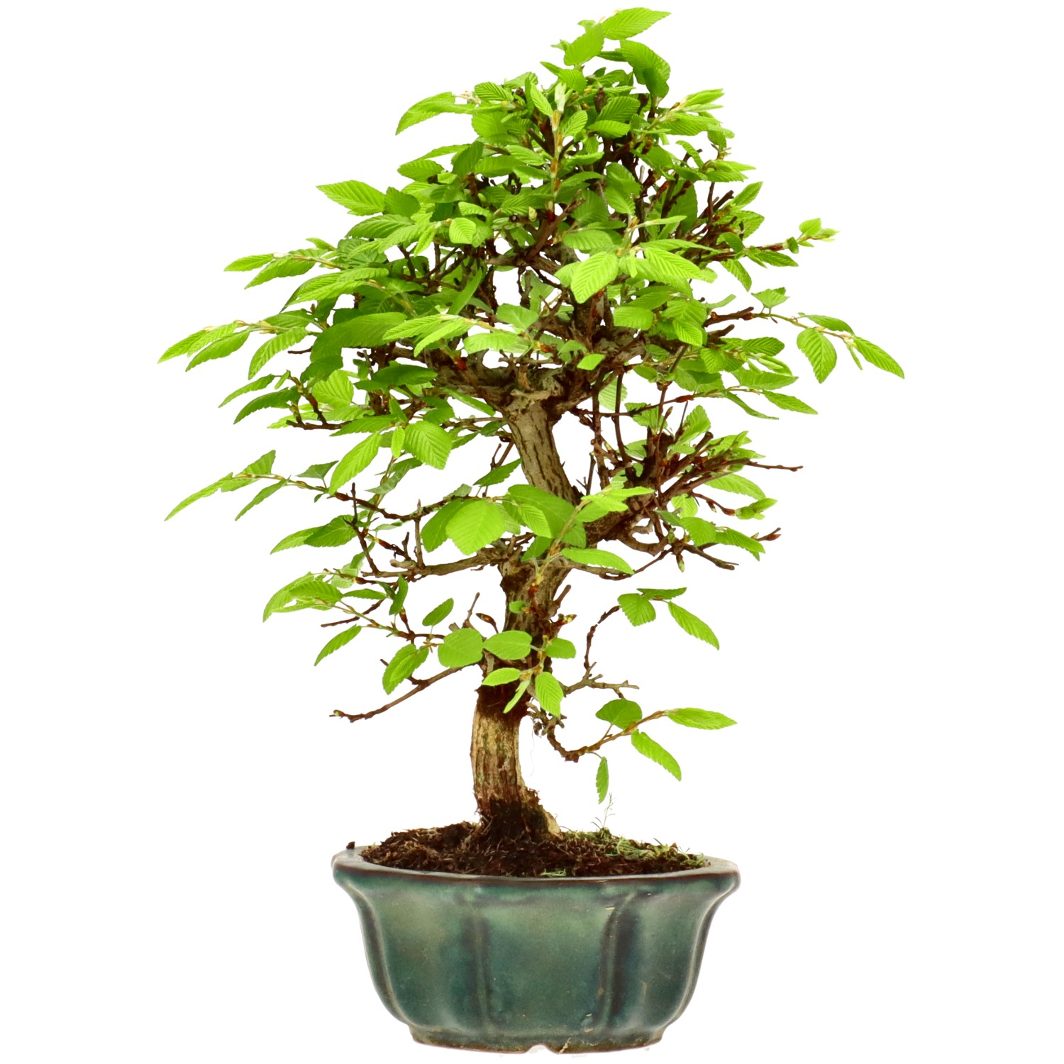 Charme du Japon, env. 12 ans (26 cm)