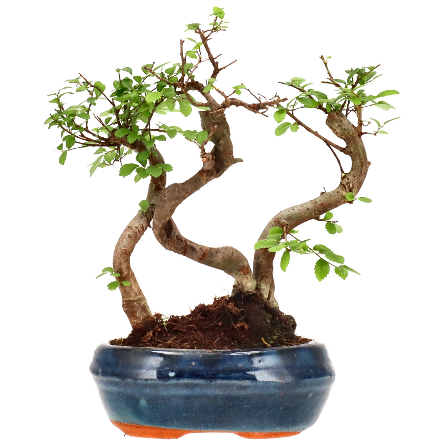 Chin. Ulme, ca. 6 J. (22 cm)