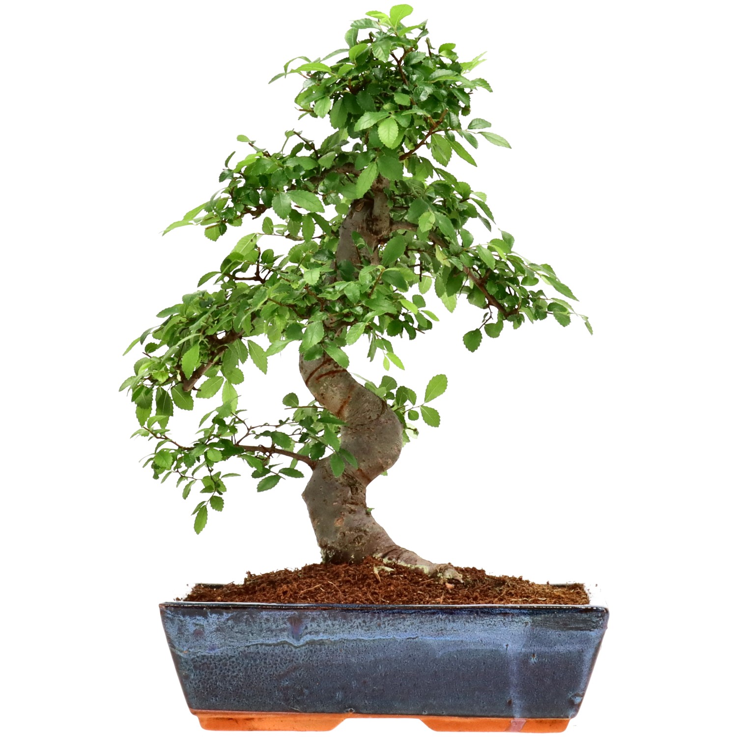 Chin. Ulme, ca. 14 J. (38 cm)