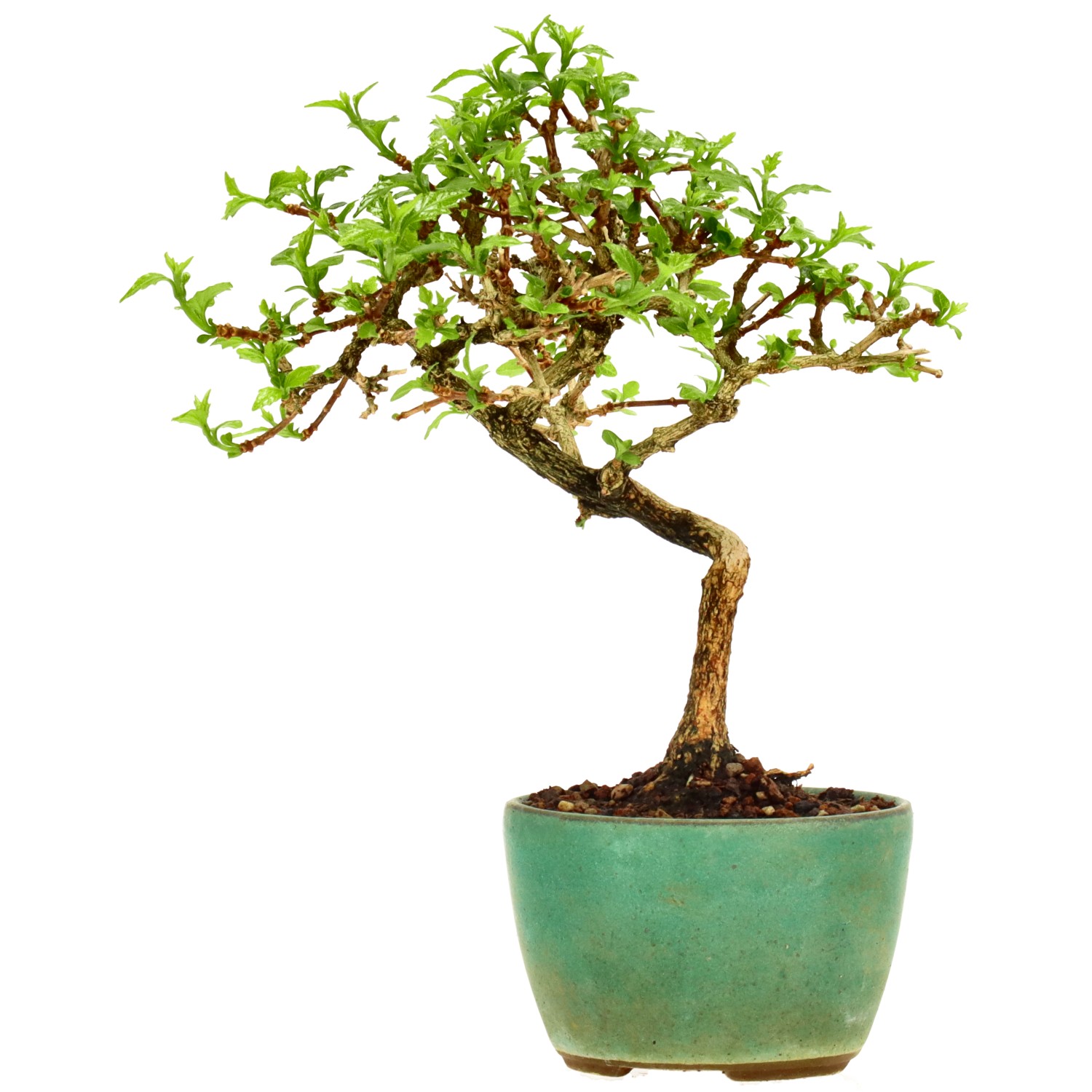 Premna japonica, env. 8 ans (15 cm)