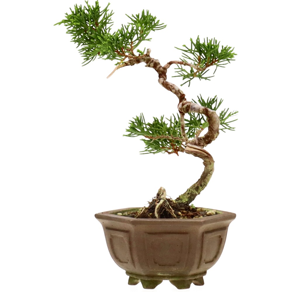 bonsai.fallbackImageTitle bonsai.fallbackImageTitle