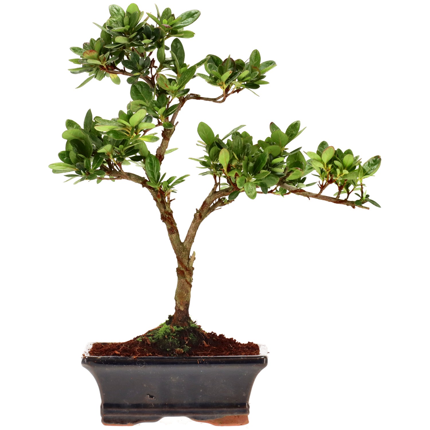 Azalée japonaise (Osakazuki), env. 8 ans (28 cm)