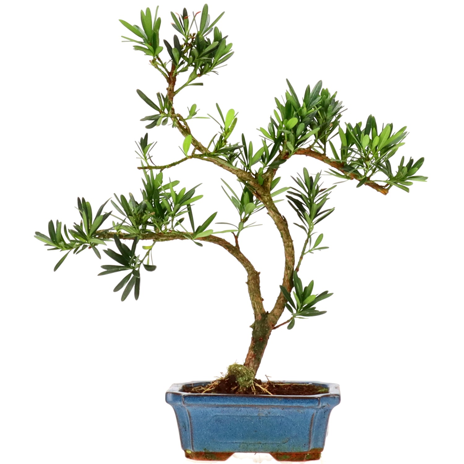 Buddhist pine, approx. 7 y. (33 cm)