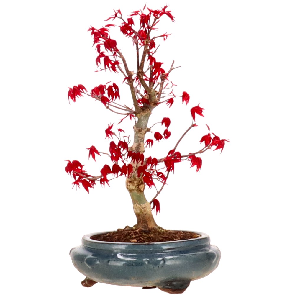 Jap. Fächerahorn (Deshojo), ca. 12 J. (28 cm)