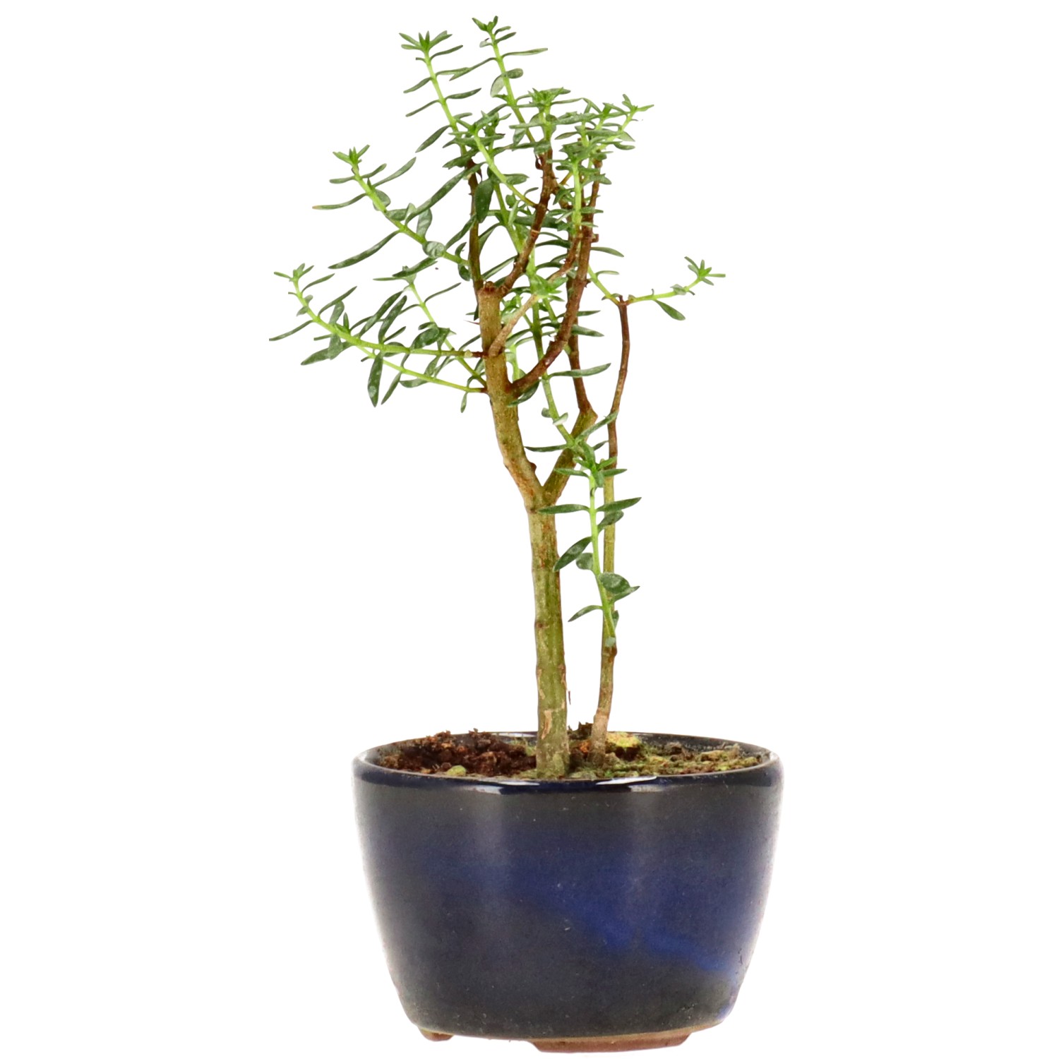 Albero di giada, ca. 2 anni (13 cm)