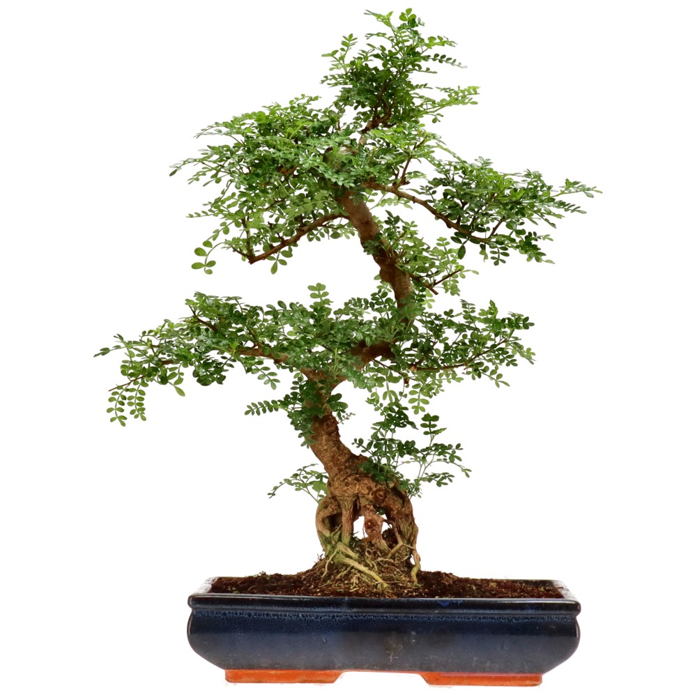 Pfefferbaum, ca. 20 J. (59 cm)