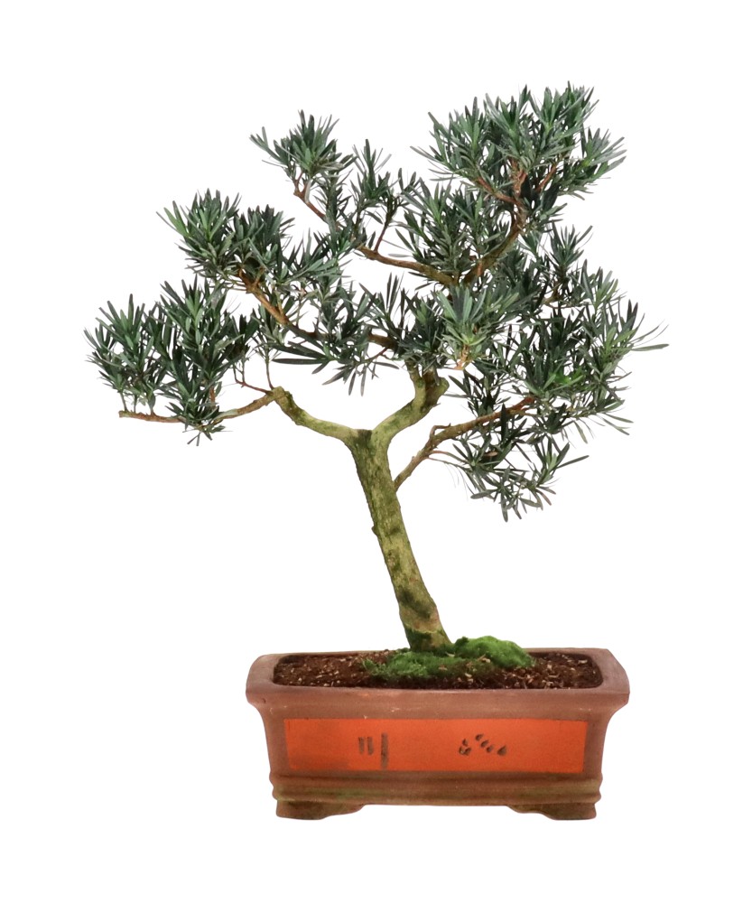 Pino cinese, ca. 15 anni (54 cm)