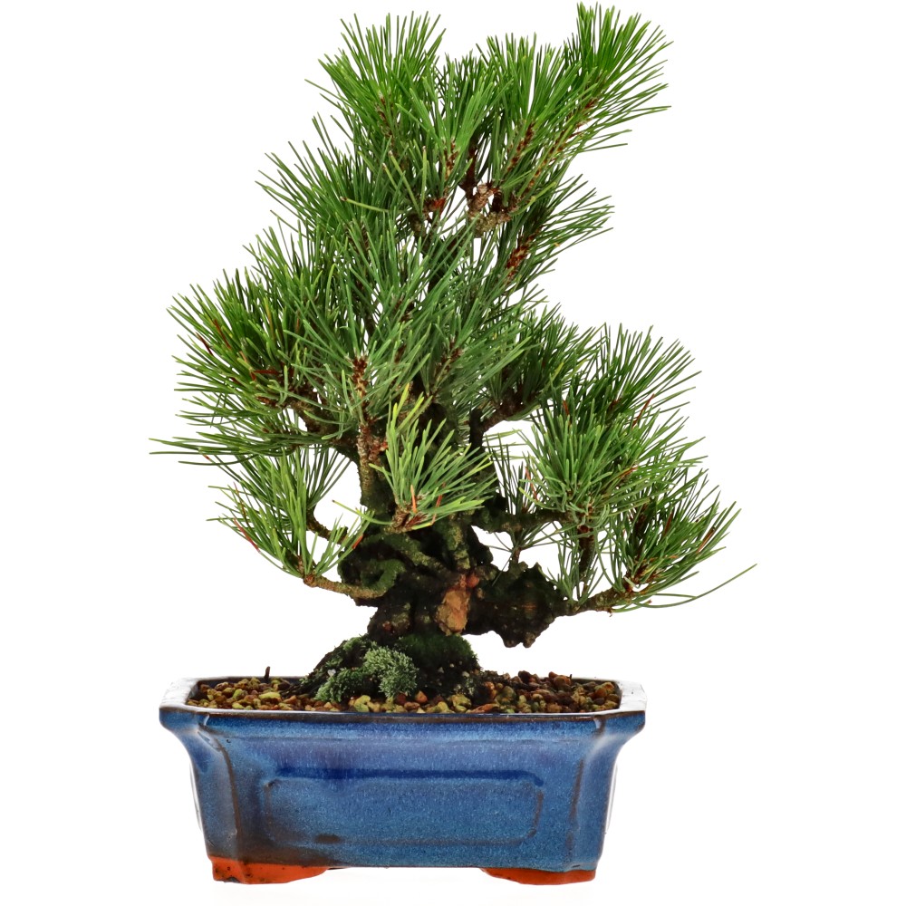 Pinus thunbergii corticosa, ca. 15 j. (26 cm)