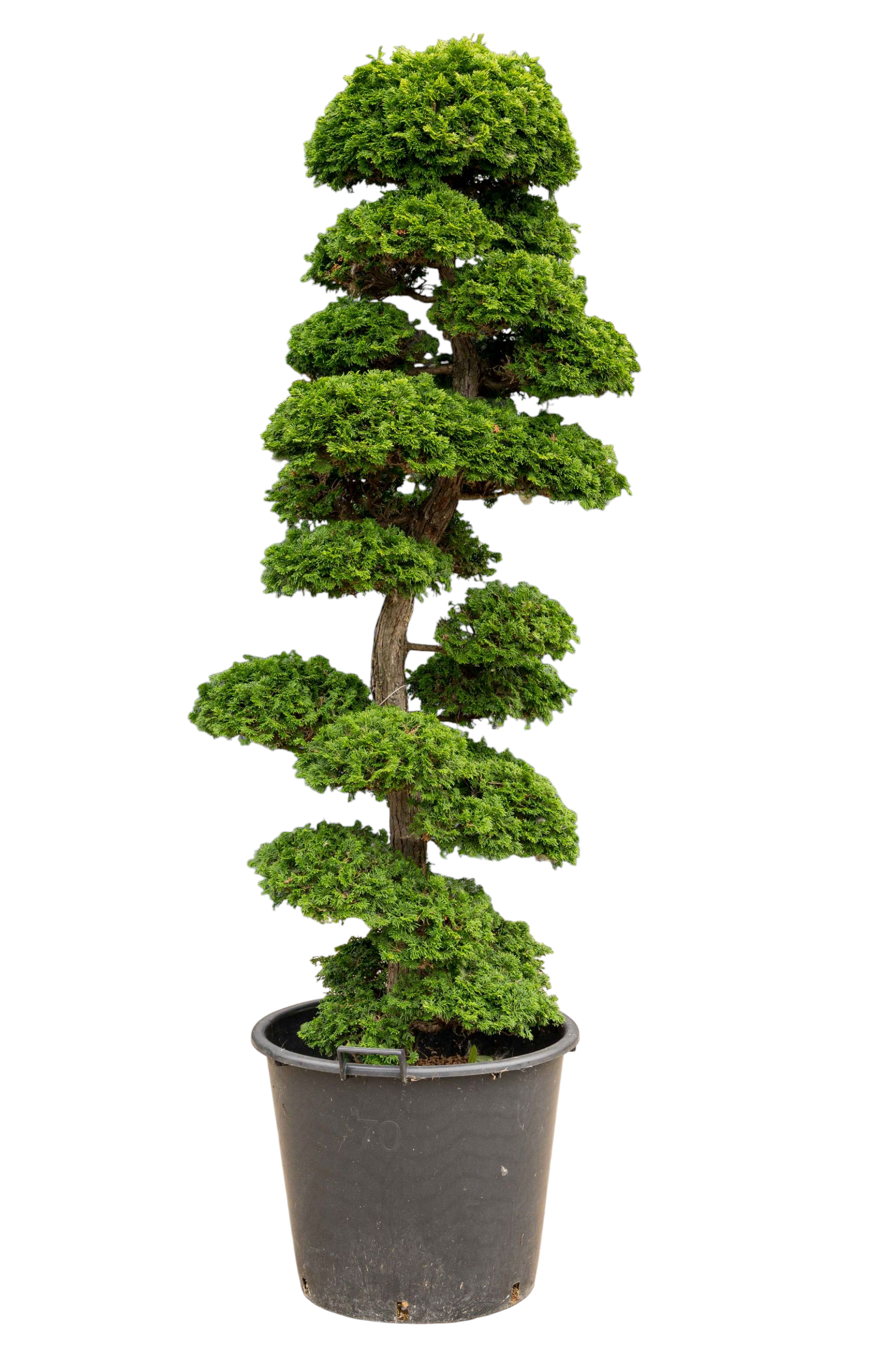 Tuinbonsai - Cypres, ca. 20 jaar (175 cm)