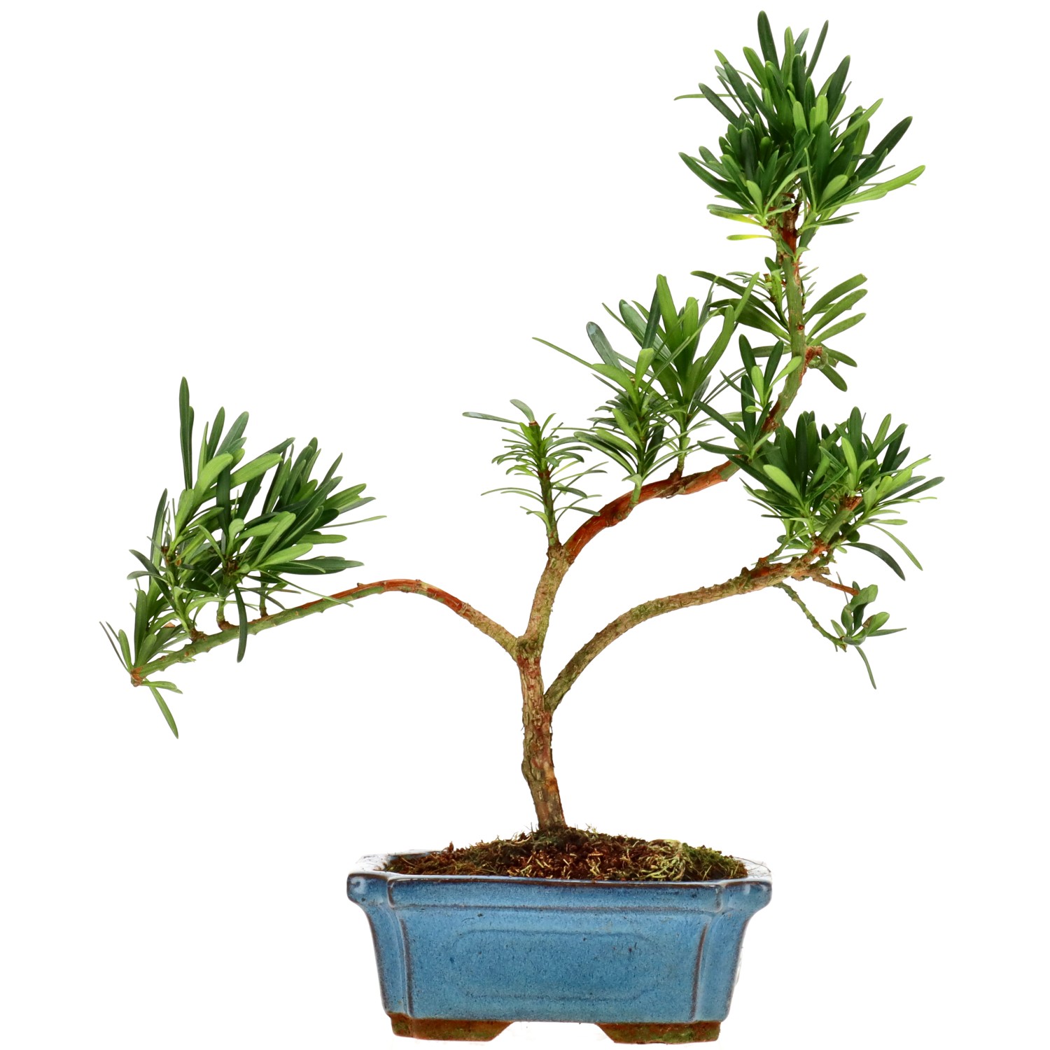 Chin. Steineibe, ca. 7 J. (30 cm)