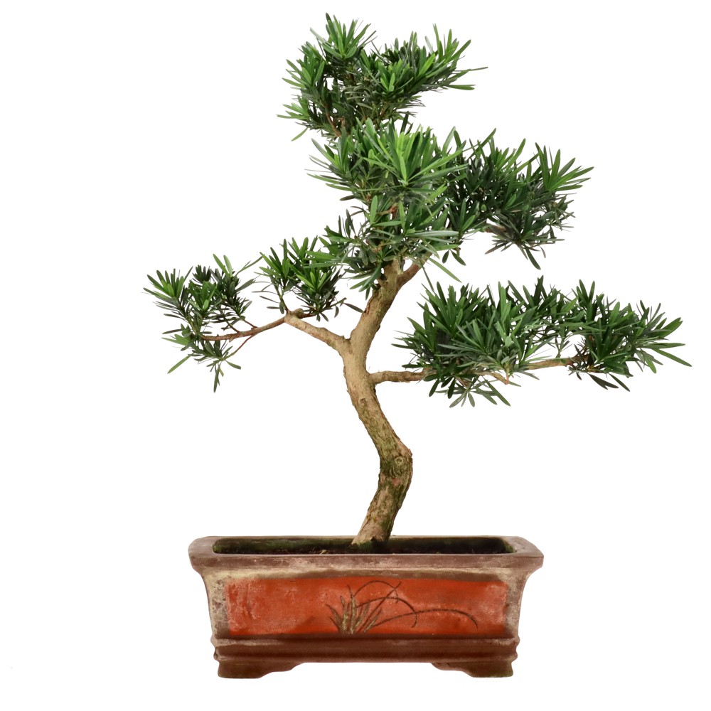 bonsai.fallbackImageTitle