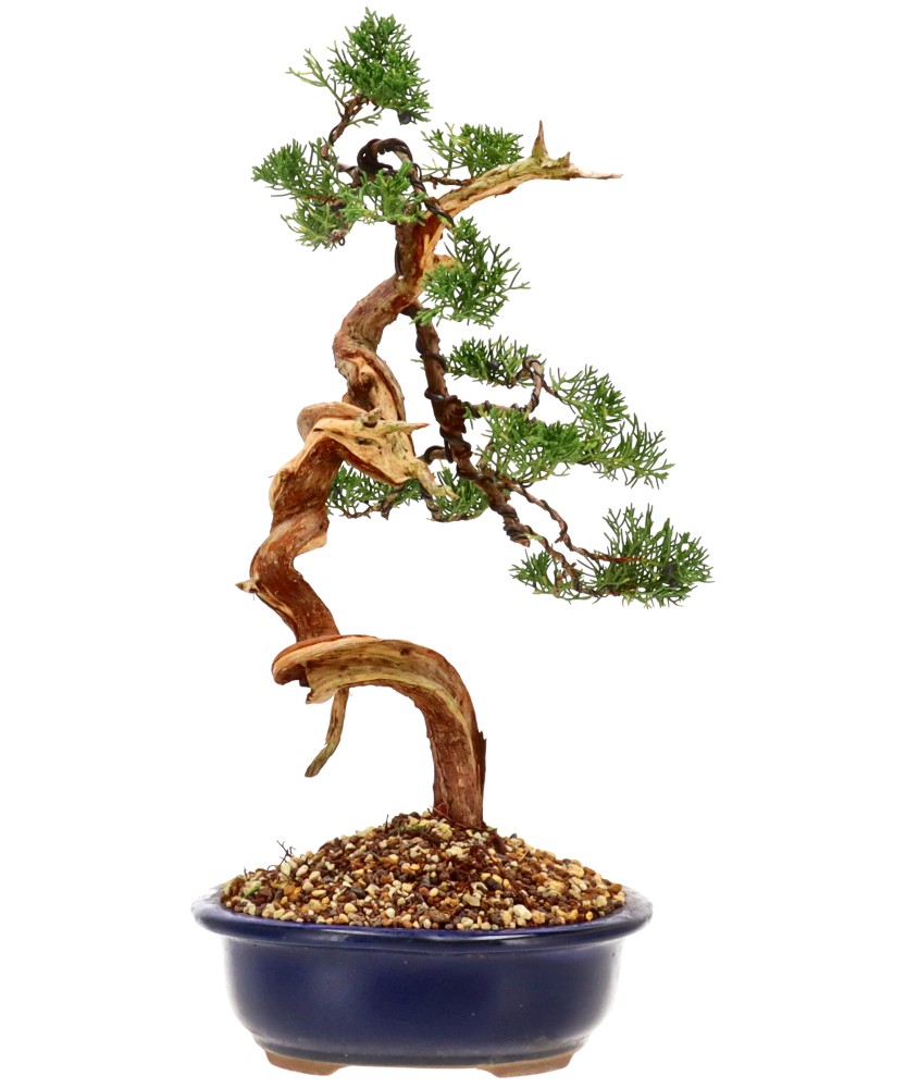 bonsai.fallbackImageTitle bonsai.fallbackImageTitle