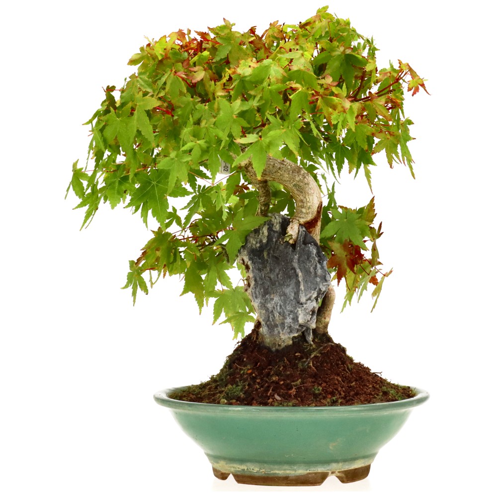 bonsai.fallbackImageTitle bonsai.fallbackImageTitle