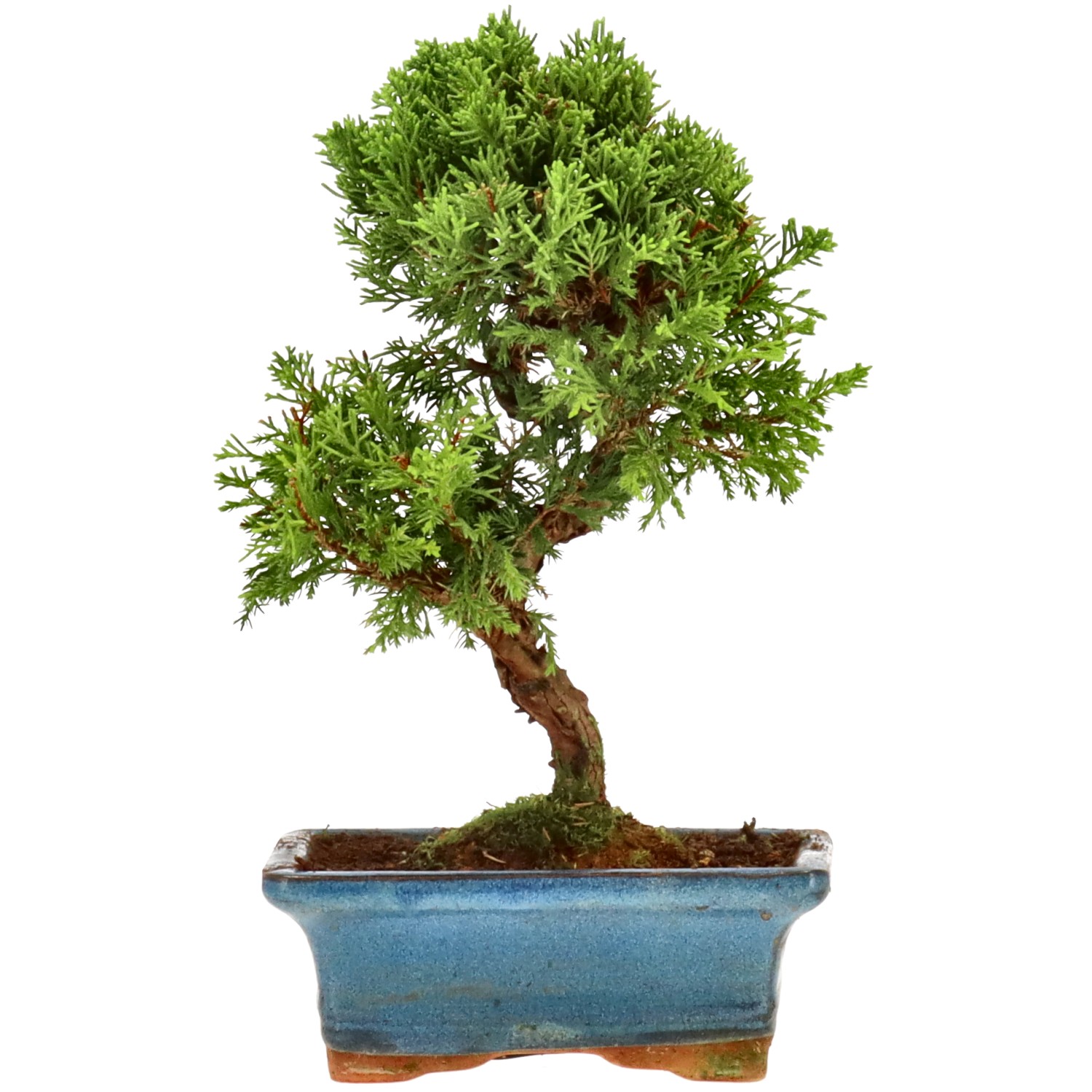 Ginepro cinese, ca. 9 anni (22 cm)