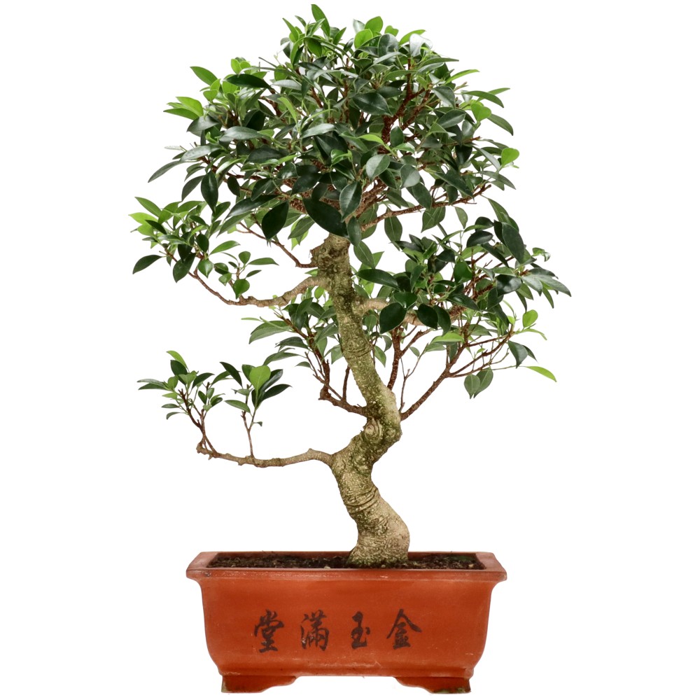 bonsai.fallbackImageTitle bonsai.fallbackImageTitle