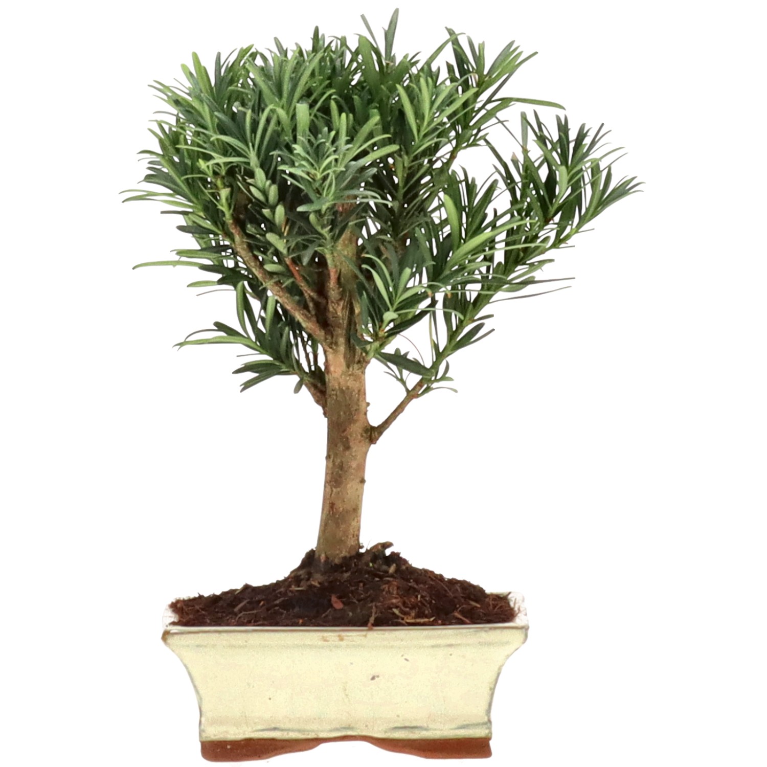 Pino cinese, ca. 7 anni (24 cm)