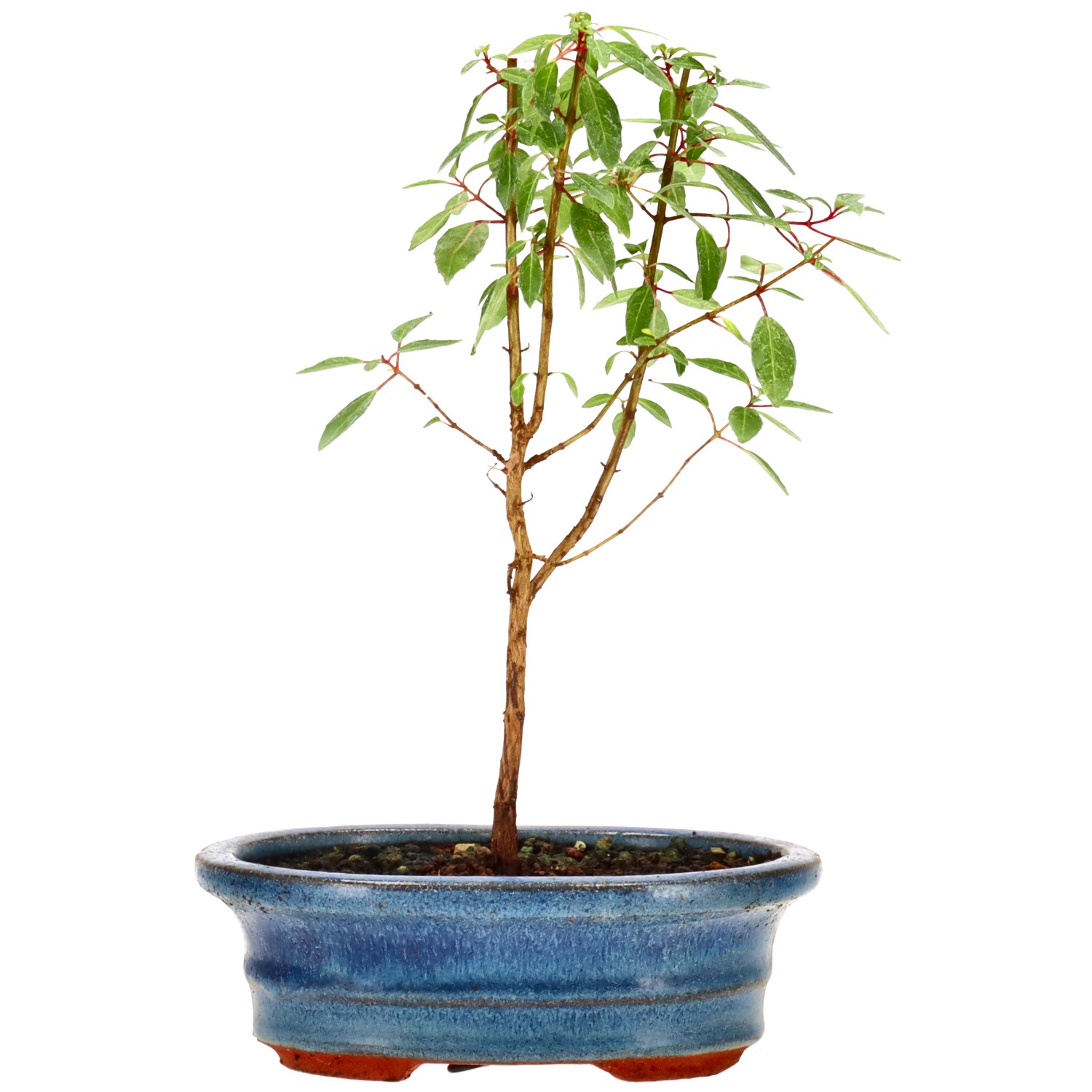 Fuchsia, ca. 2 j. (20 cm)