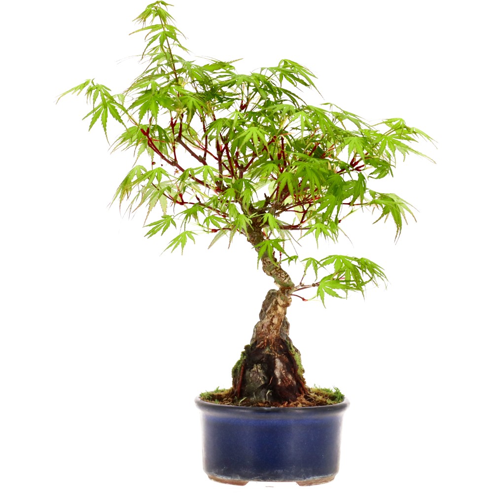 Érable palmé, env. 12 ans (28 cm)