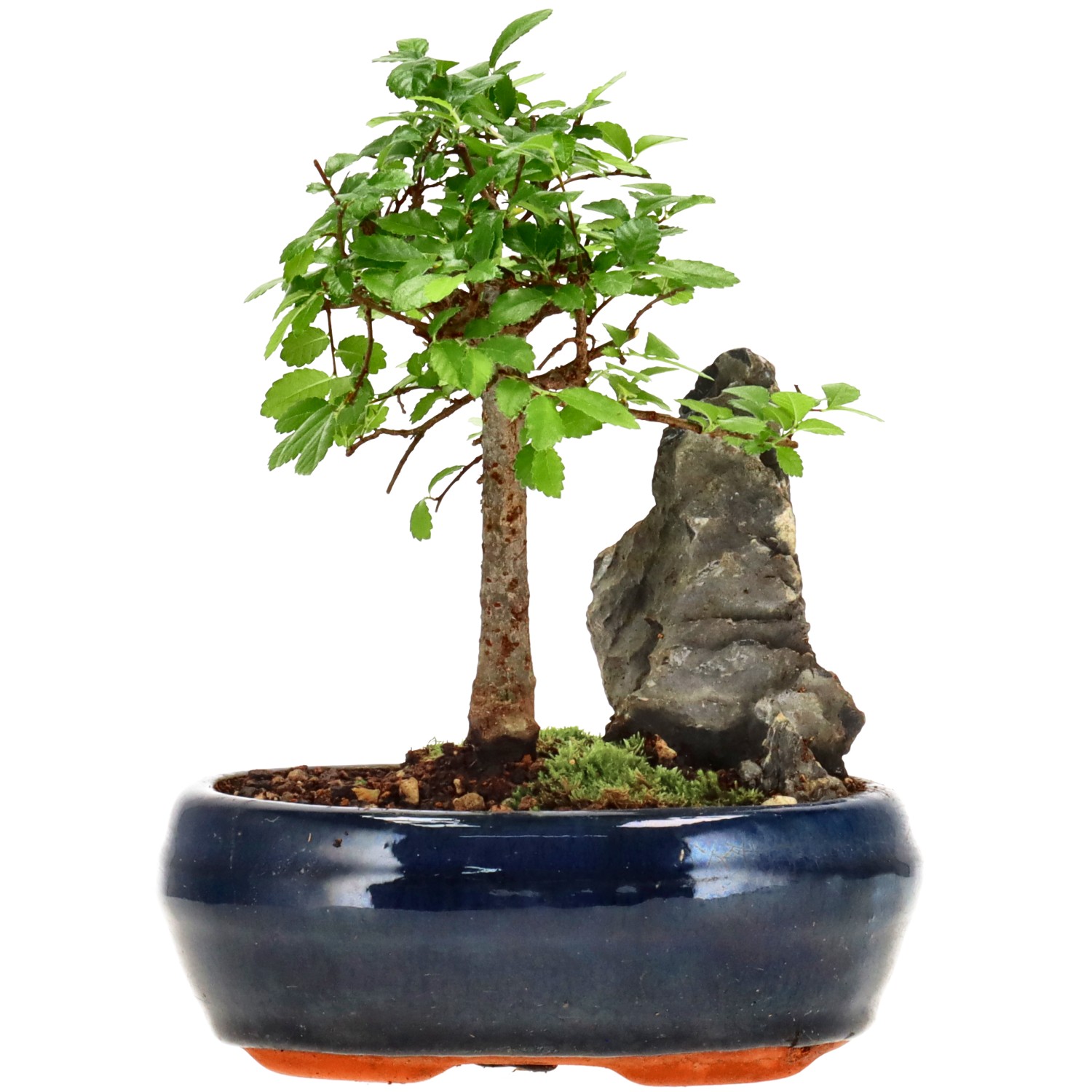 Orme de Chine, env. 6 ans (15 cm)