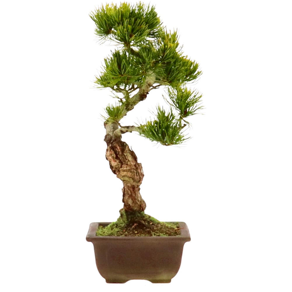 bonsai.fallbackImageTitle bonsai.fallbackImageTitle