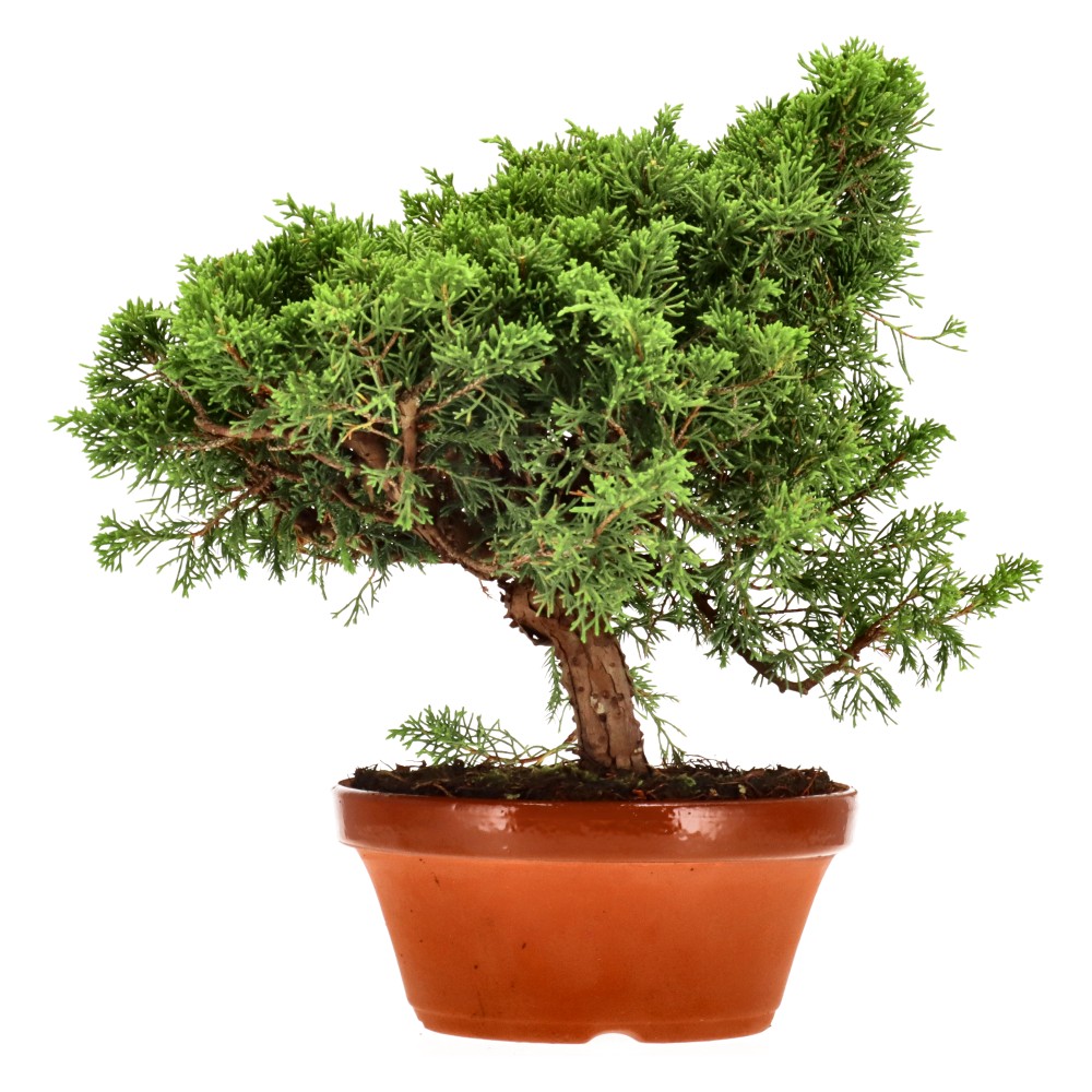 Genévrier de Chine, env. 20 ans (25 cm)
