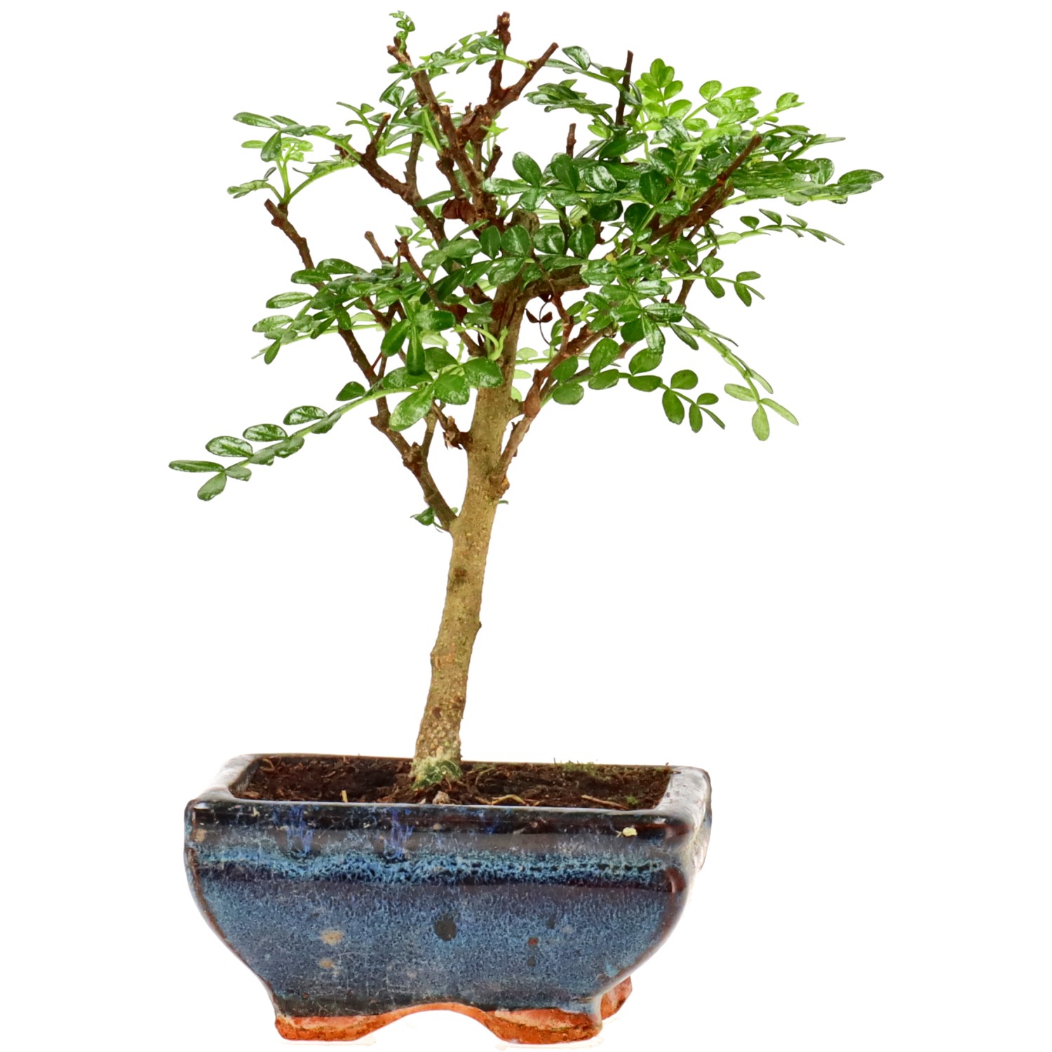 Pfefferbaum, ca. 5 J. (18 cm)