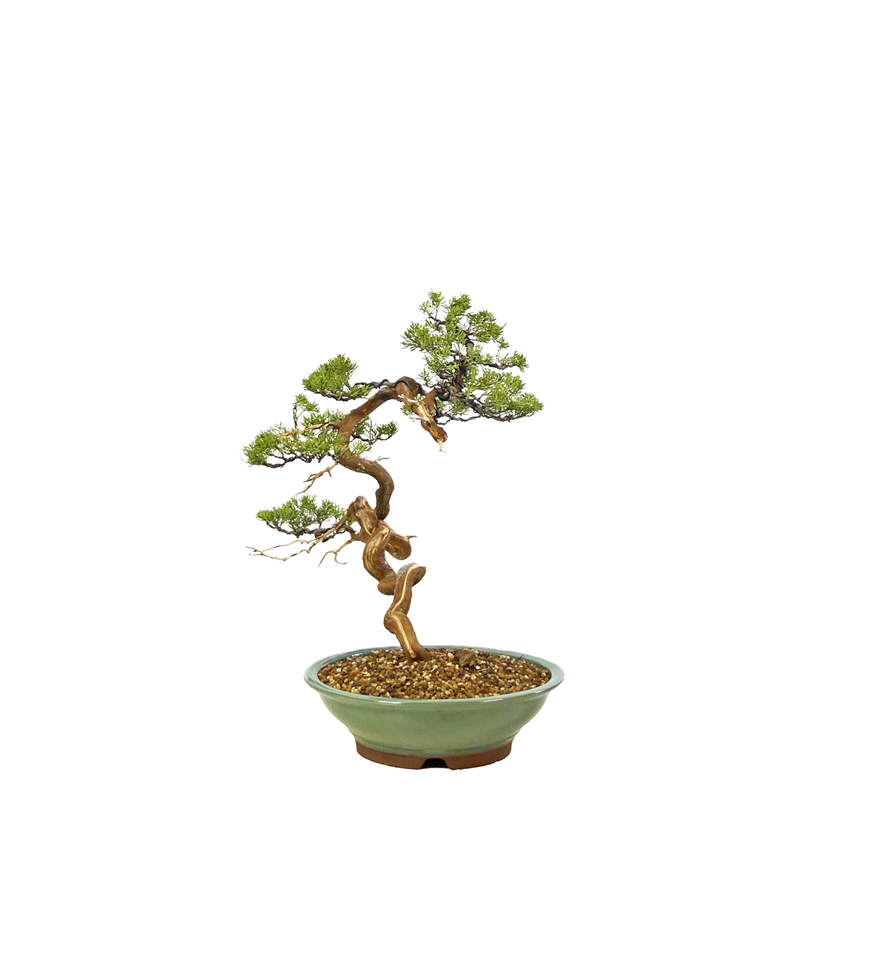 bonsai.fallbackImageTitle bonsai.fallbackImageTitle